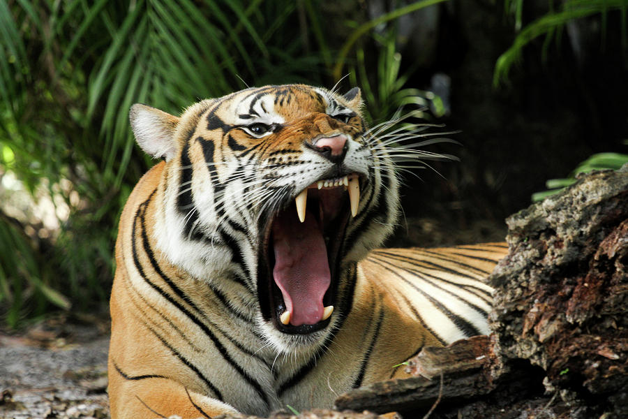 Our furry friends are essential to our ecosystem.