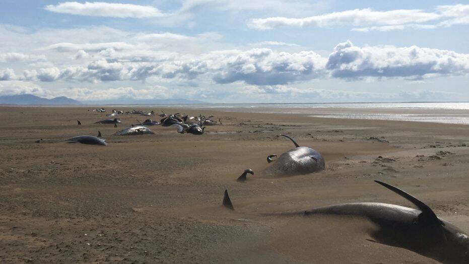 Poor whales.
