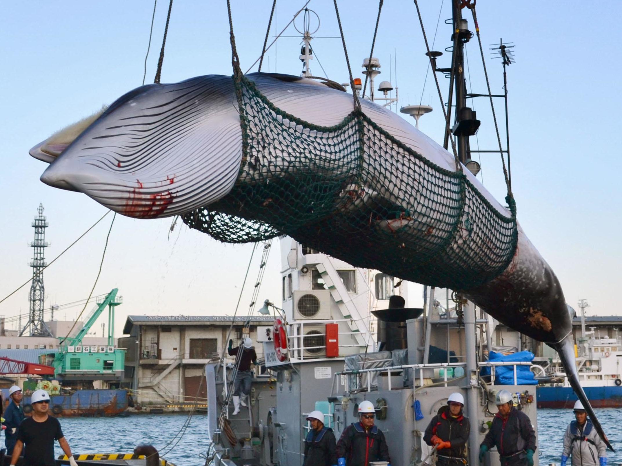 Independent UK The ships have permits to catch 227 whales.