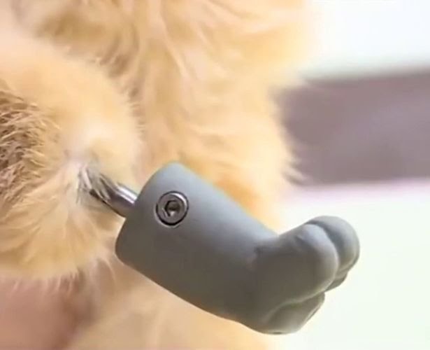 Vesti.ru The cat's new paw.