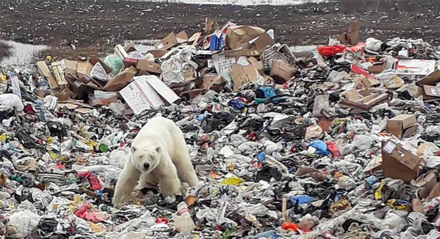 The bear was spotted rummaging for food.