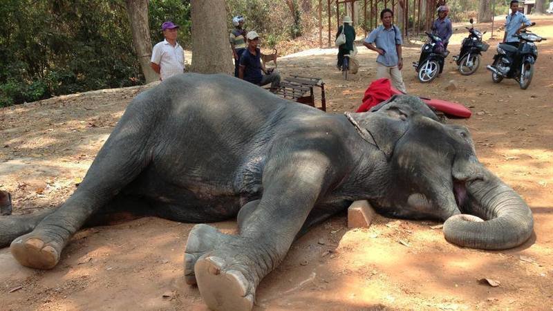 This poor elephant collapsed and died after working in 40 degrees heat.