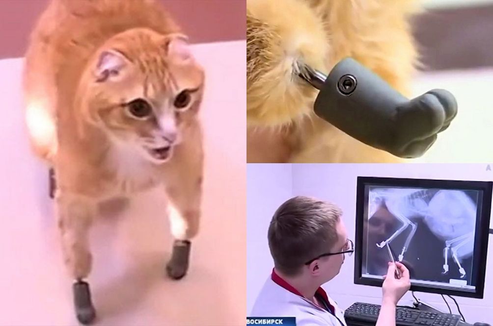 bionicat.jpg