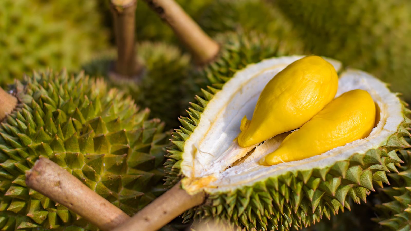 The coveted yellow creamy flesh.