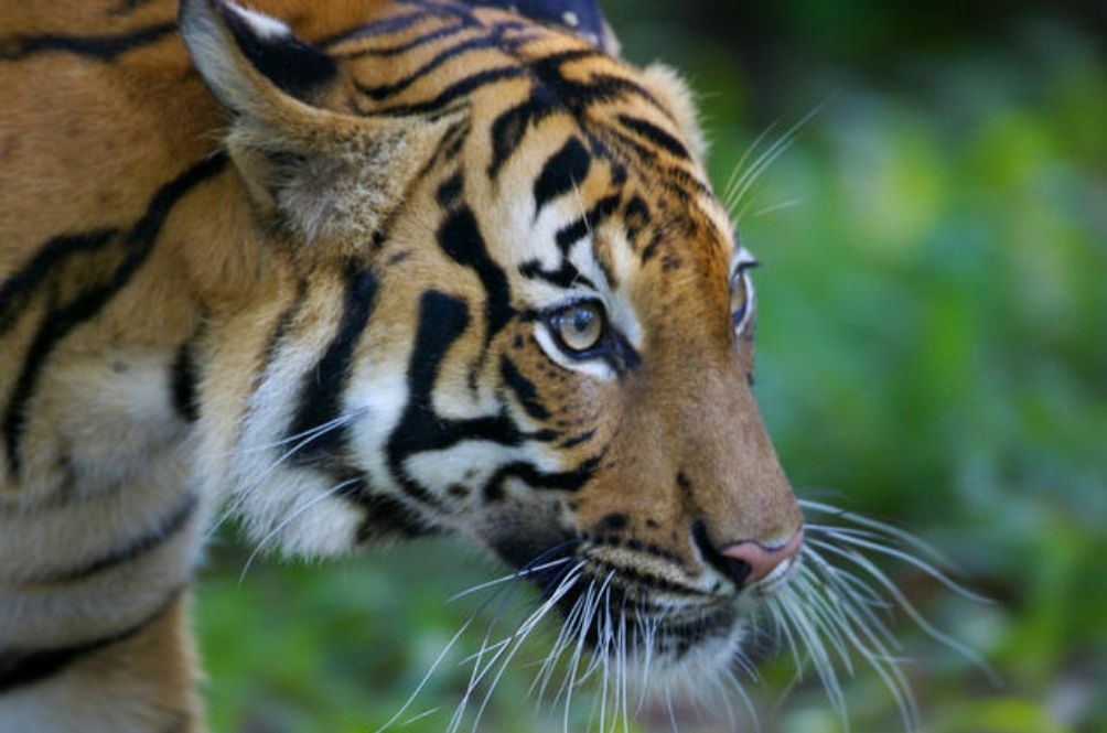 main-tiger.jpg