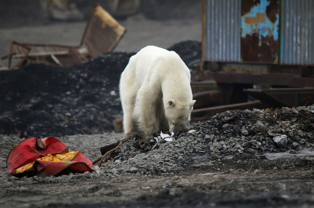 polar1.jpg