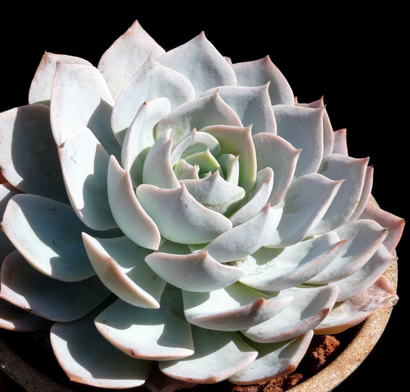 Most succulents are safe for cats