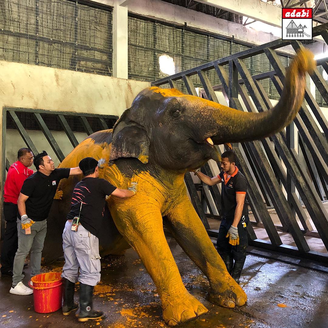 Kakitangan Zoo dan Adabi melumurkan kunyit pada gajah.