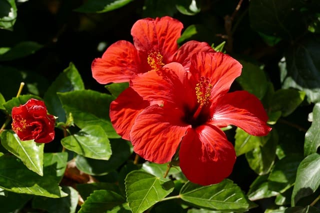 Pretty and makes yummy tea