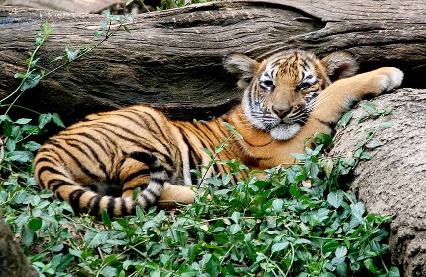 Look at how cute and innocent it looks!