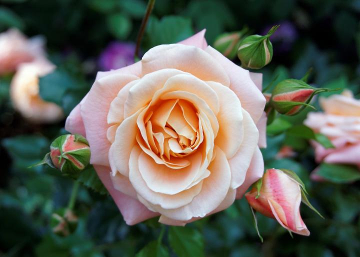 Pretty, smells great and safe for your cats