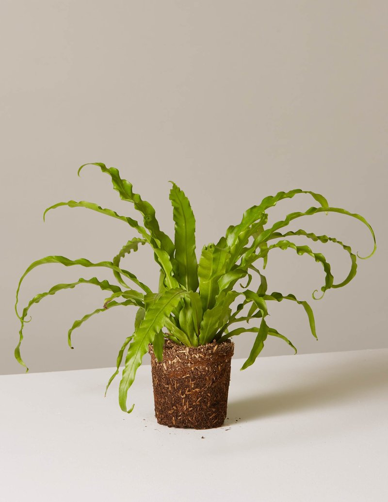 This plant is pretty easy to keep.
