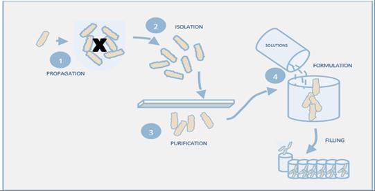 Vaccine production process