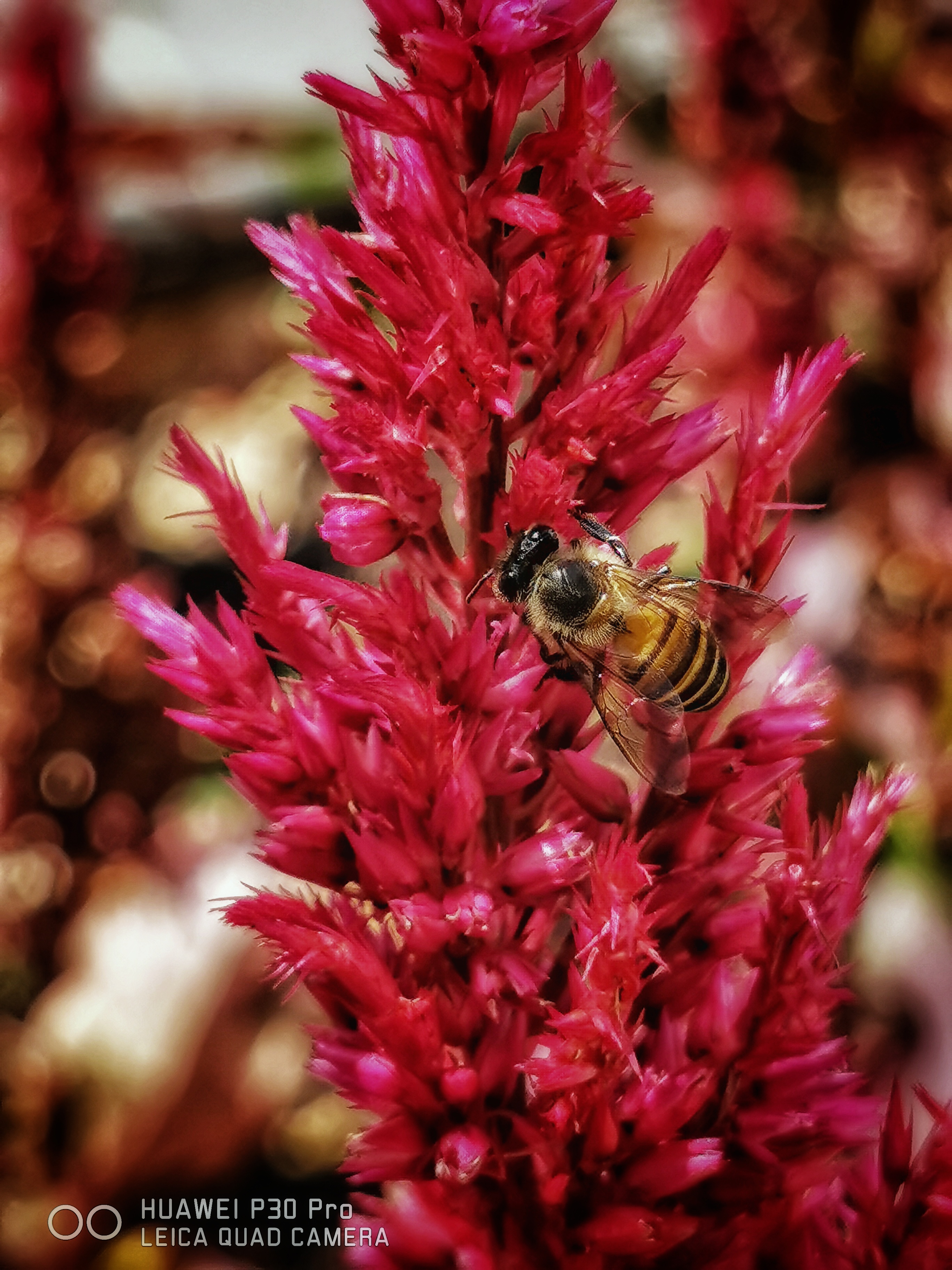 Photo credit: Joe Chan