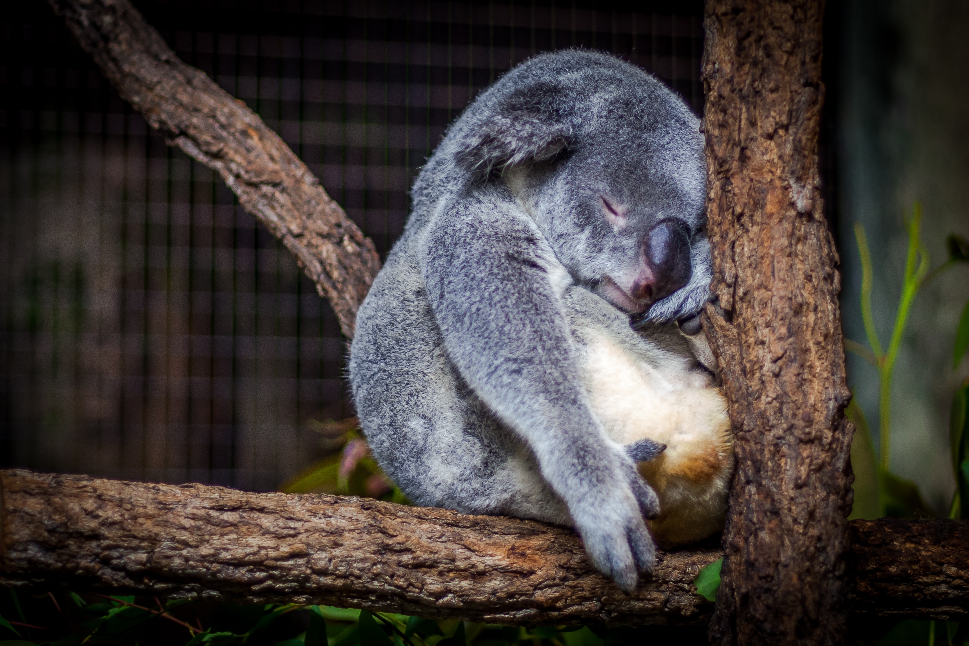 There are not enough adult koalas to breed another generation