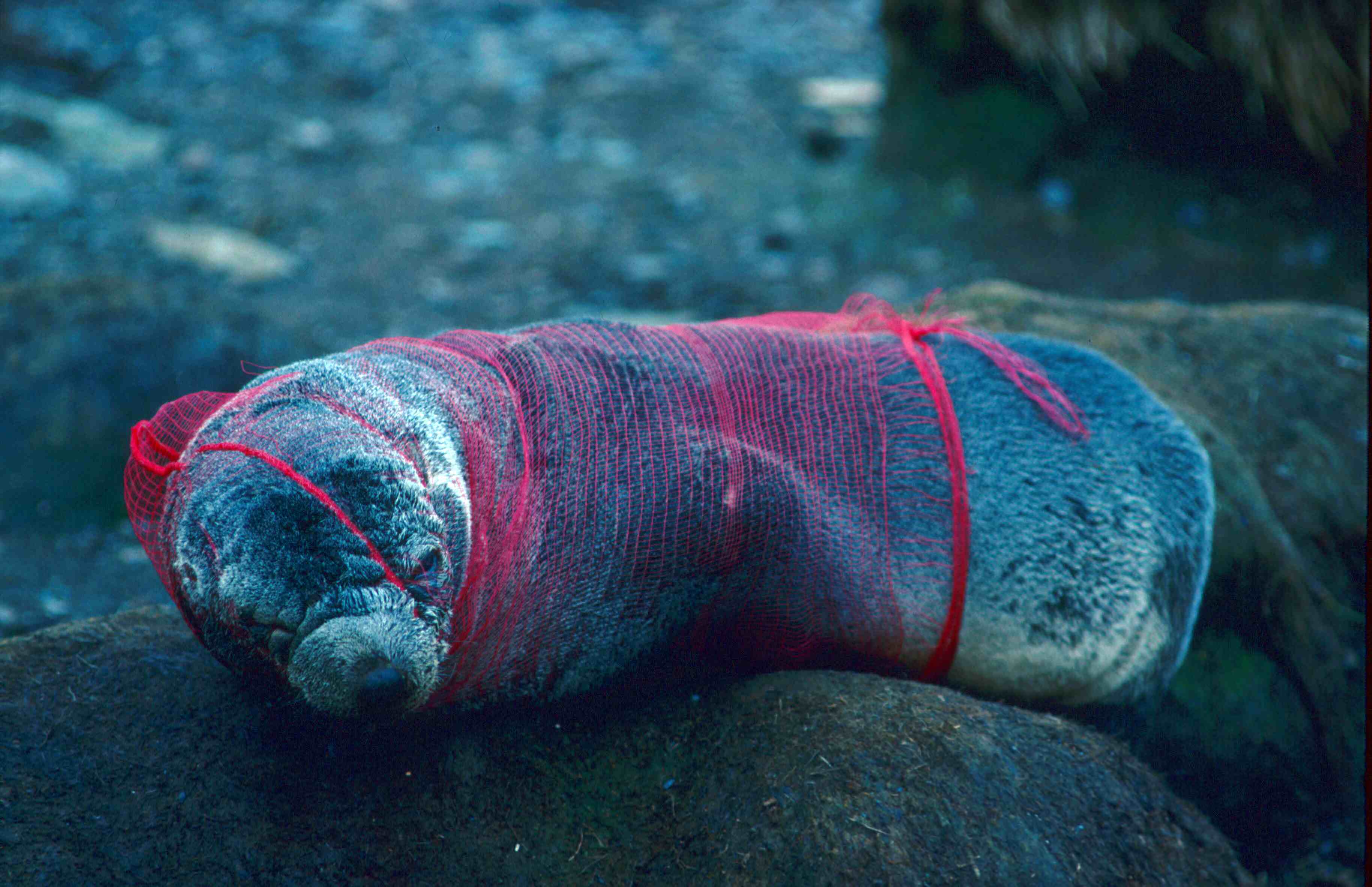 Plastic often ends up in the sea, harming sea life
