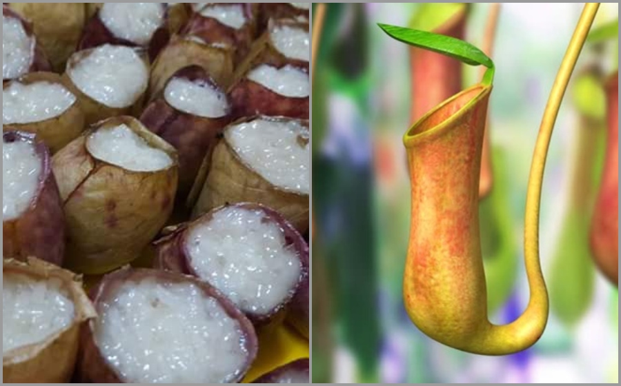 lemang-periuk-kera-pupus.jpg