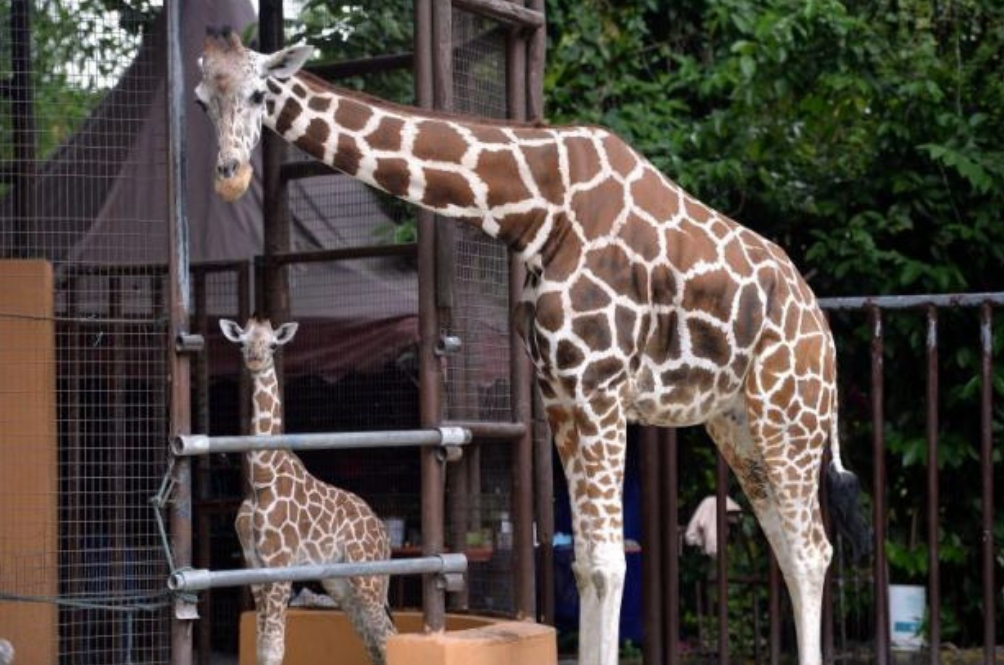 main-giraffe.jpg