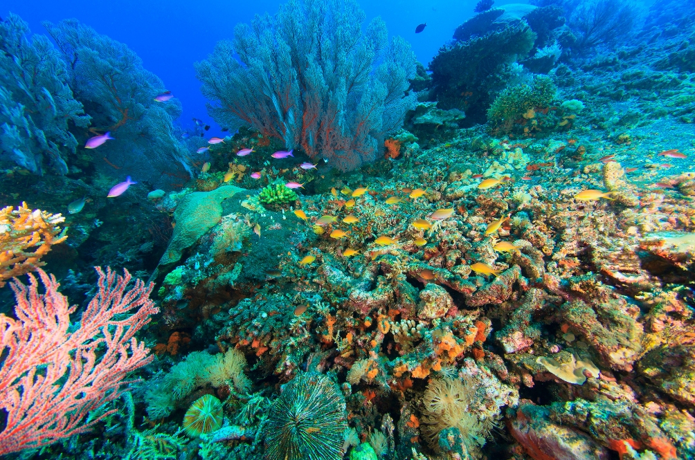 main-sealife.jpg