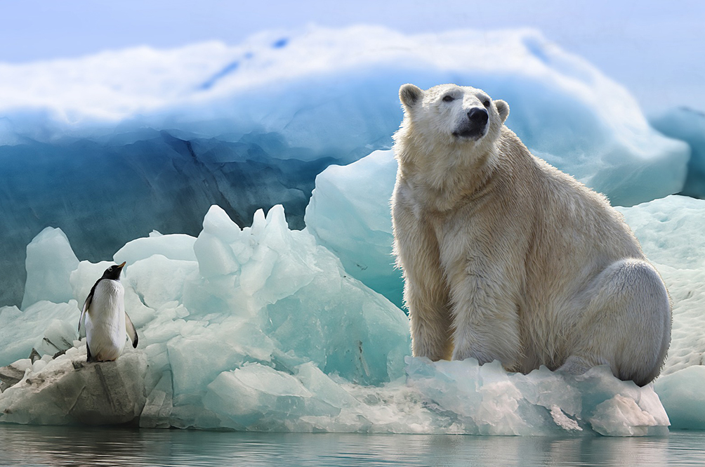 polar-bear-3277930_1920.jpg