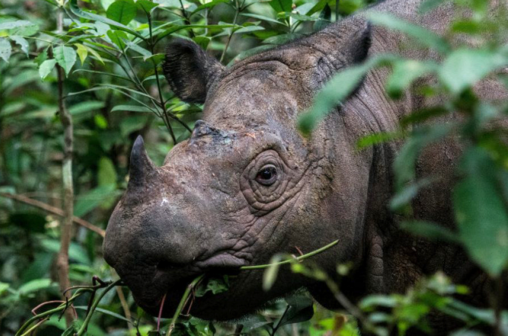 rhino2.jpg