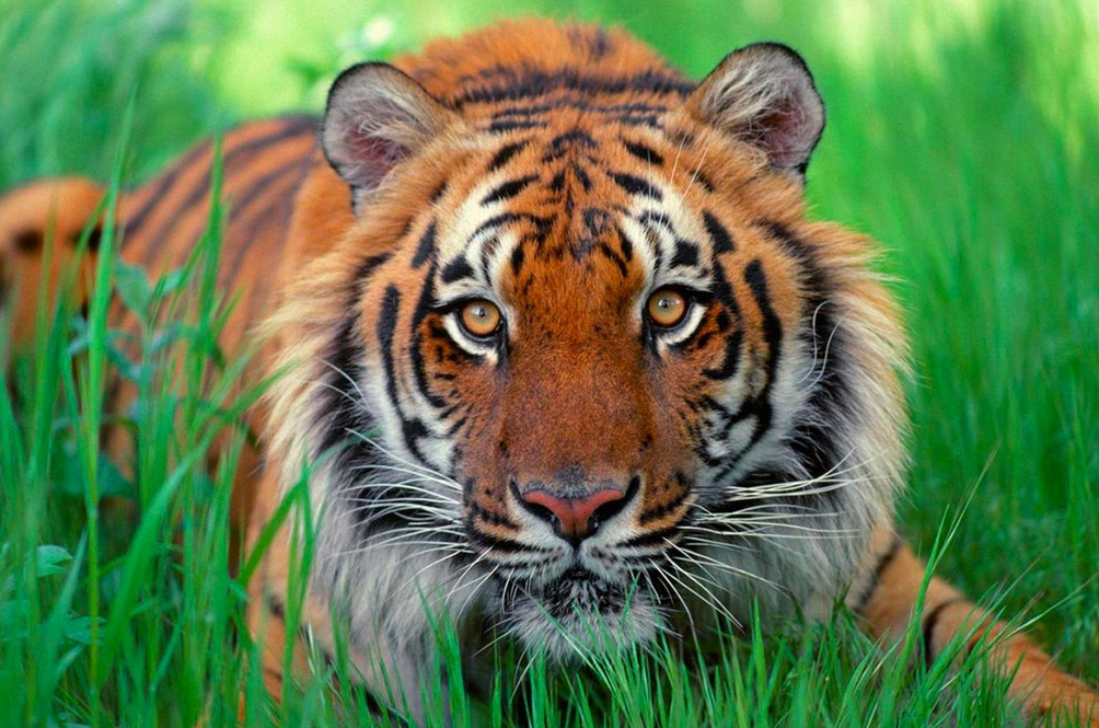 tiger_1.jpg