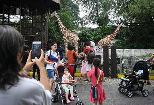 Giraffes are some of the most well-loved animals at Zoo Negara.