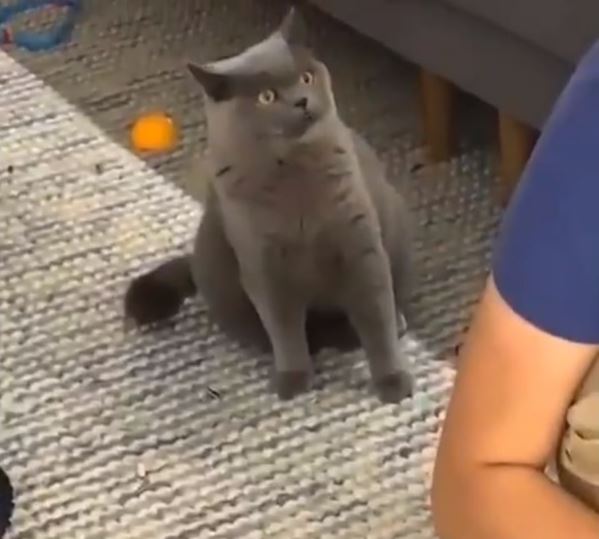 Twitter/@MerielMyers Look at the cat's face!
