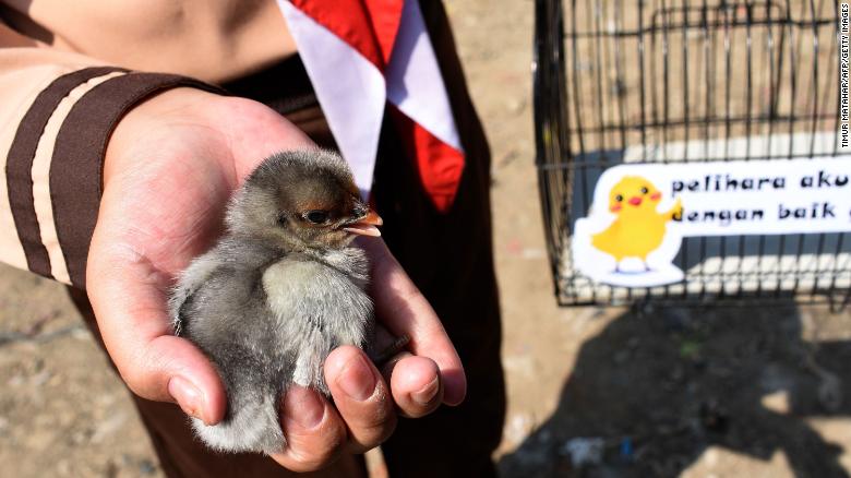 We're gonna name it Chickadee.