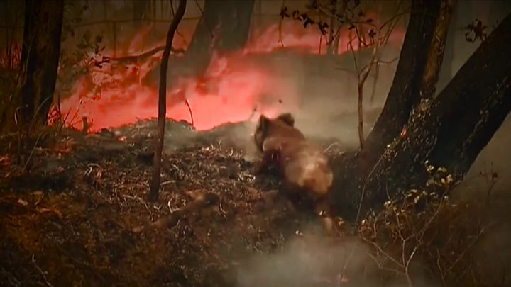 BBC 80 per cent of their habitat has been wiped out.