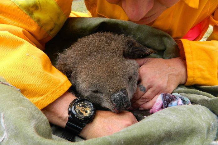 ABC More than 1,000 koalas are feared dead.