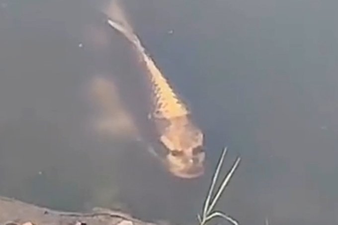 'Hi, can I stare into your soul?'