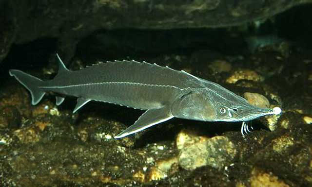Sturgeons are cold-water fish.