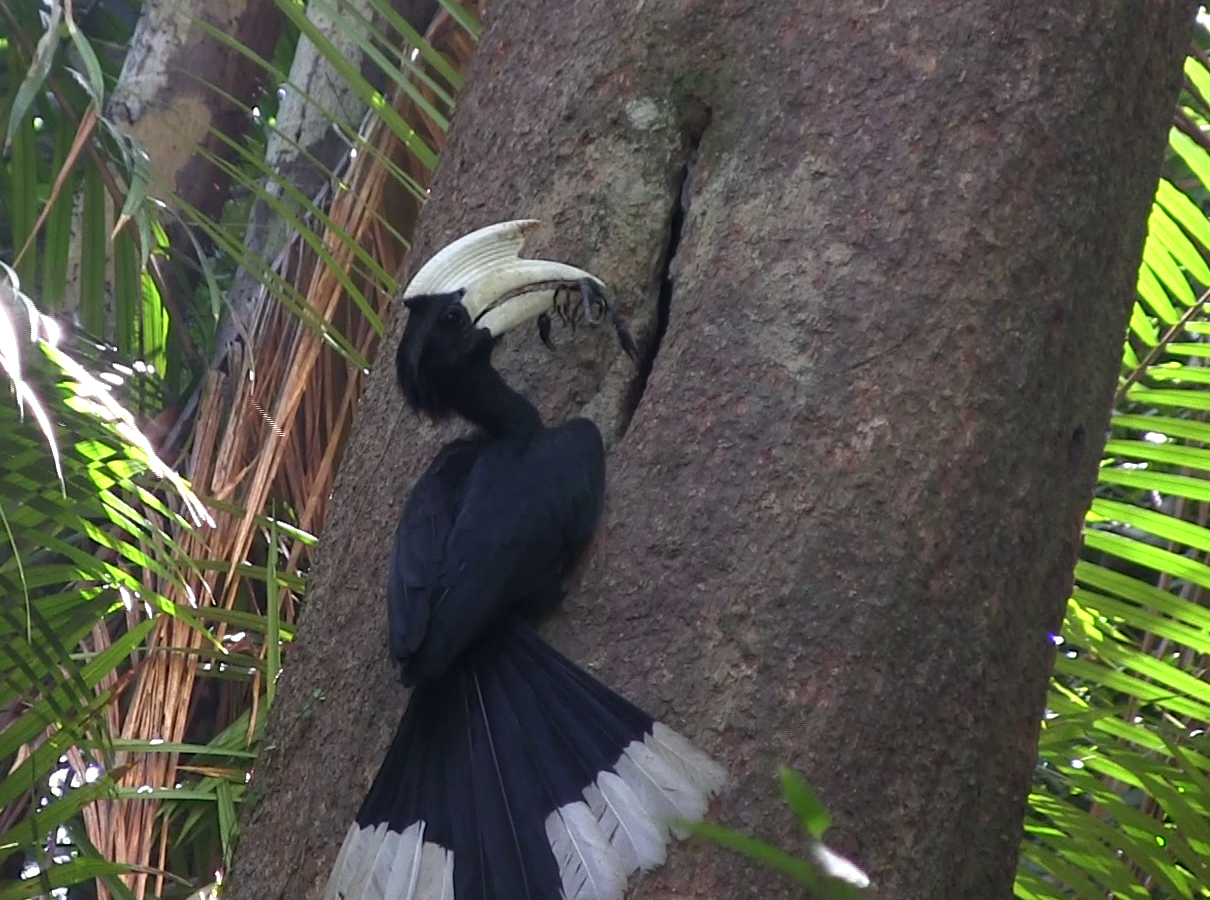 Black hornbill feeding the family living inside the tree