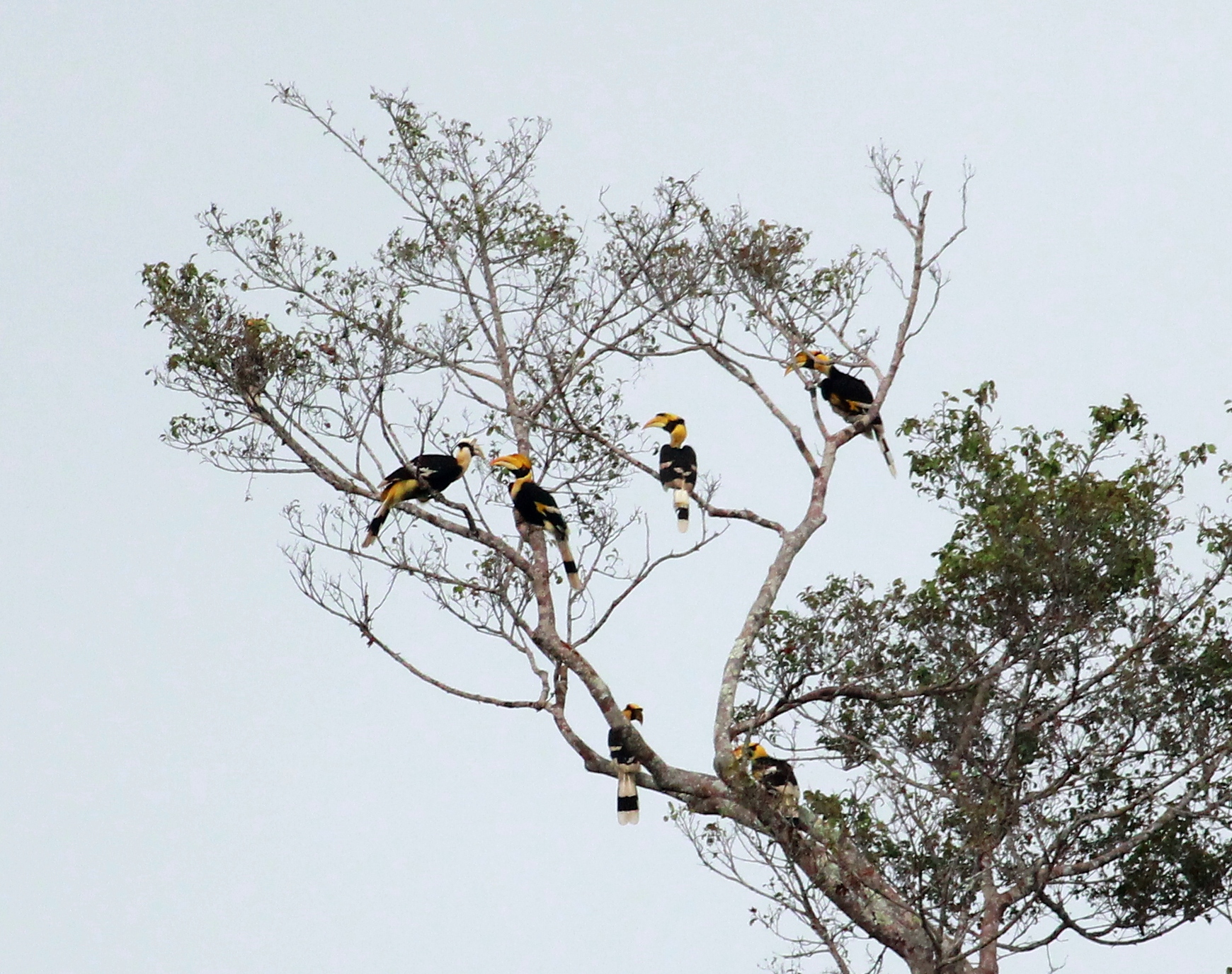 Great hornbill