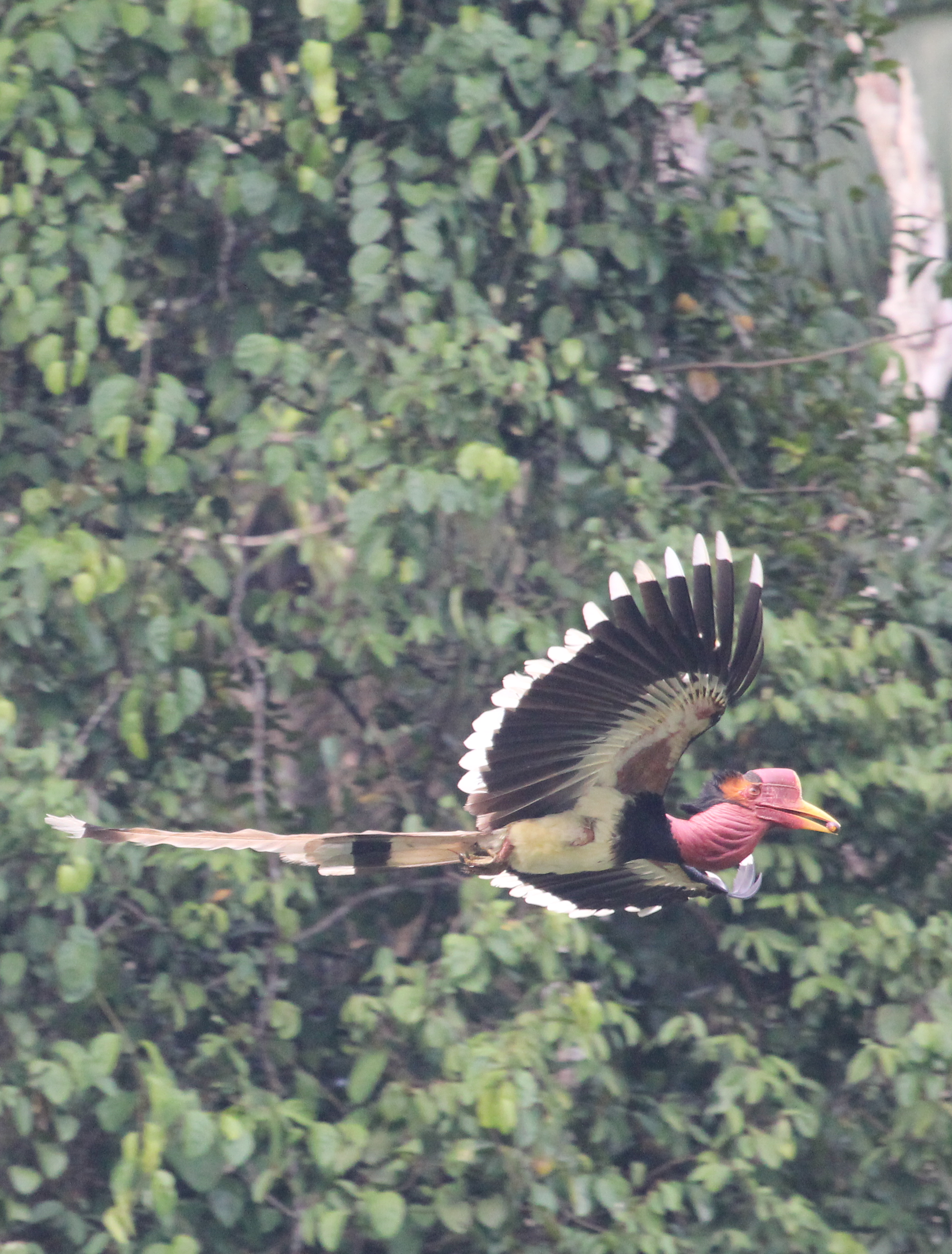 Hornbills don't sh*t where they eat, so the seeds that they get rid of are spread far and wide