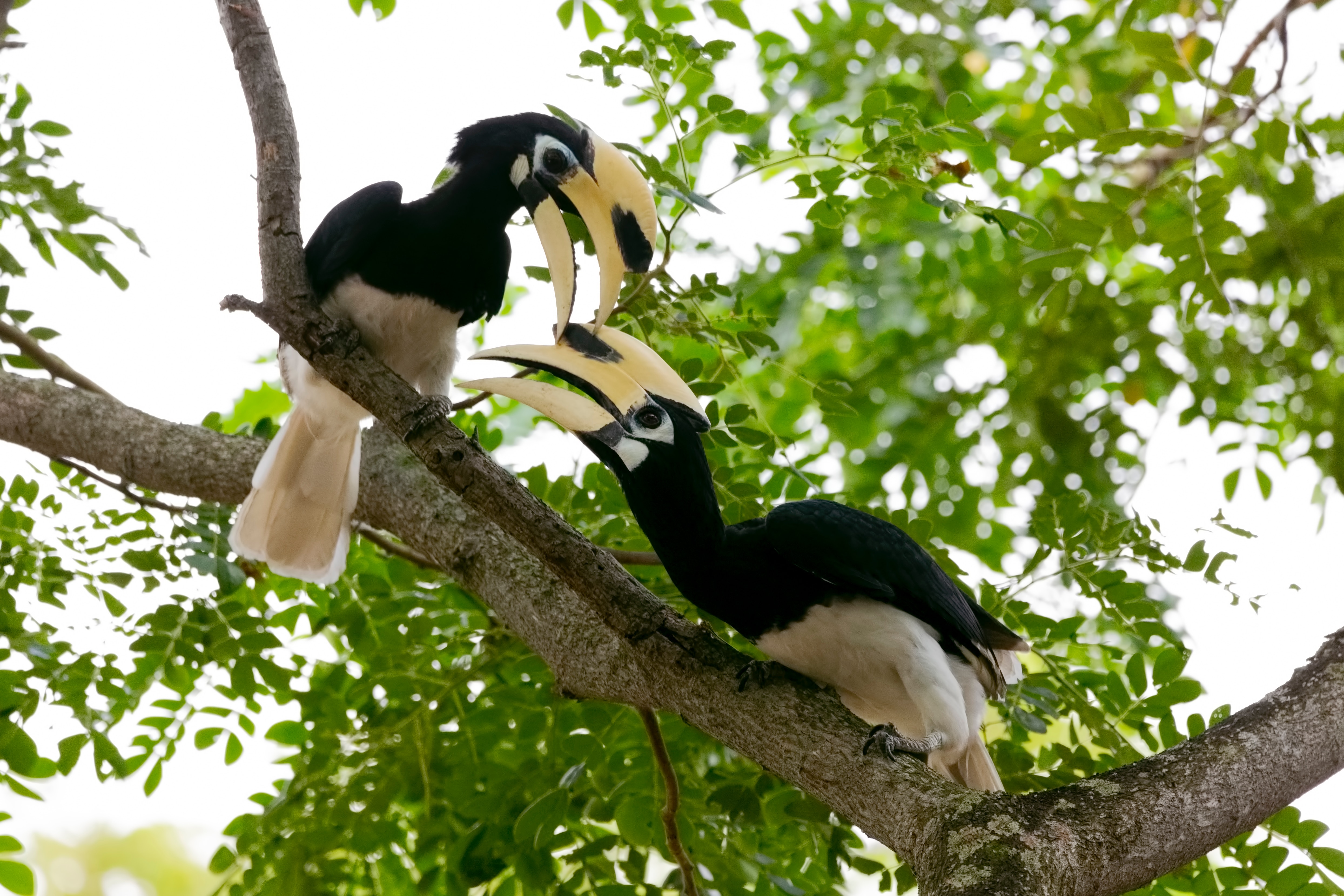Communication is the key to a healthy relationship and these birds know it