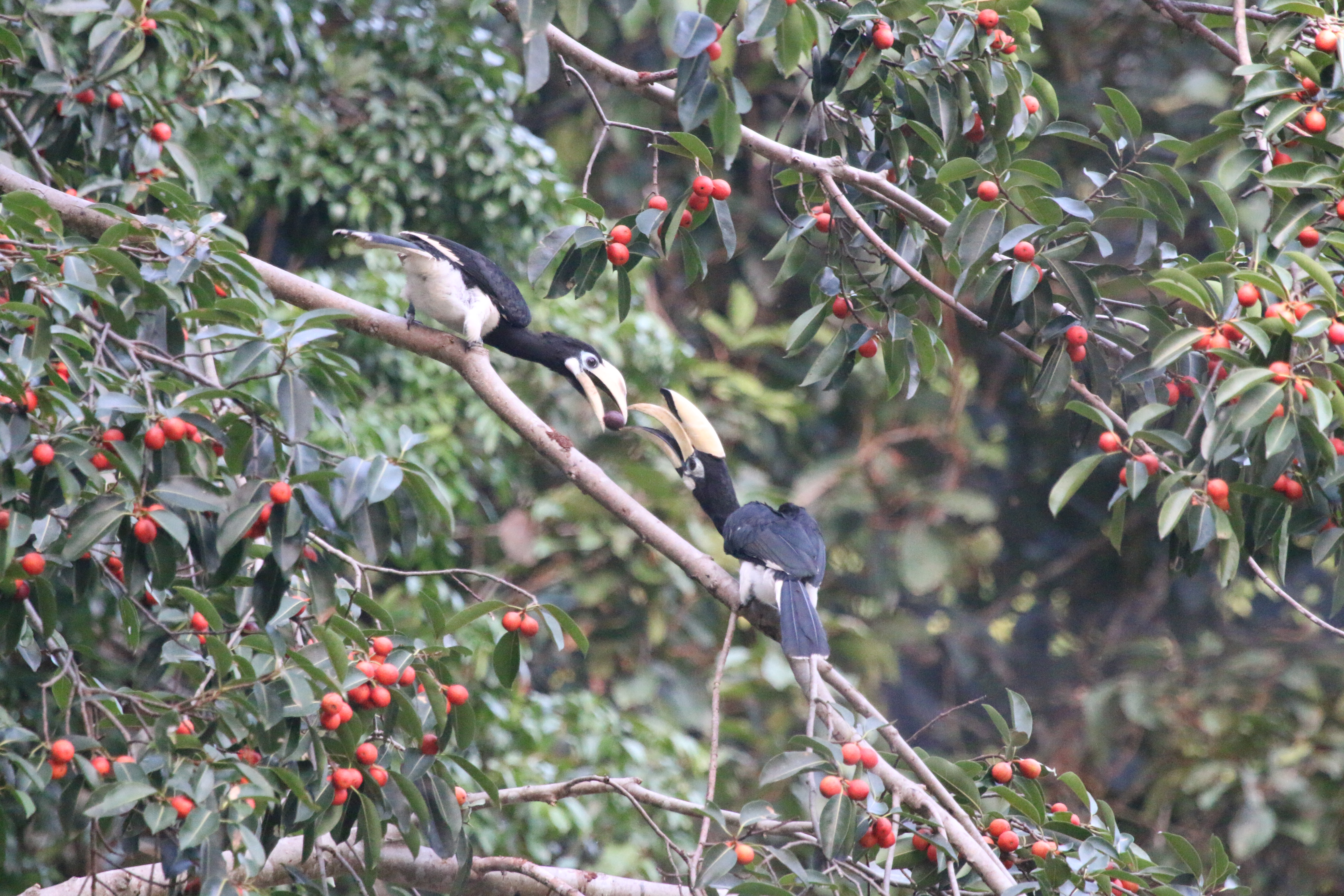 Loyal, these hornbills