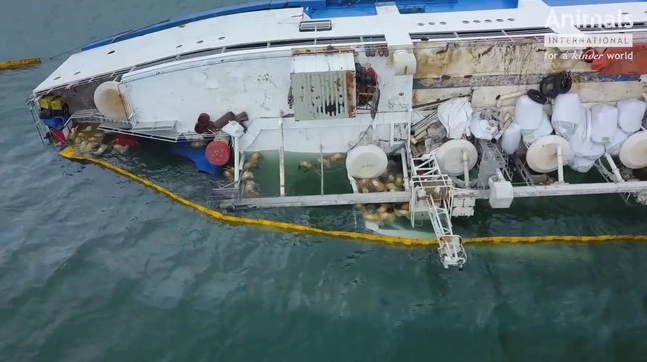 Animals International You can see the sheep trying to swim for their lives... sobs.