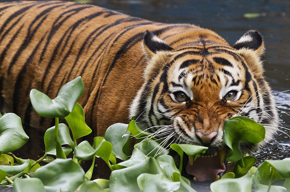 tiger_2.jpg