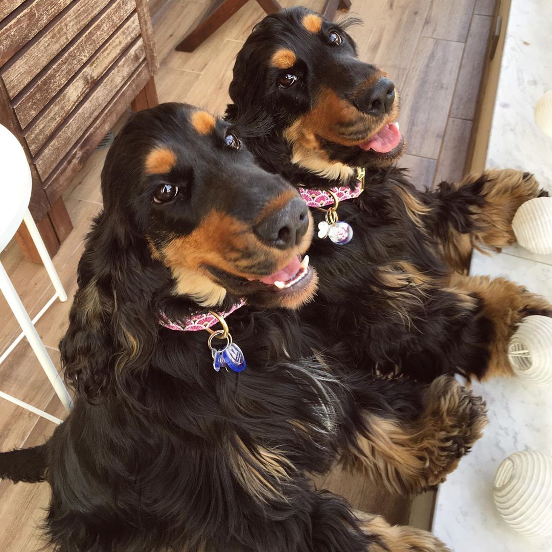 Their owner has to periodically take care of the lashes.