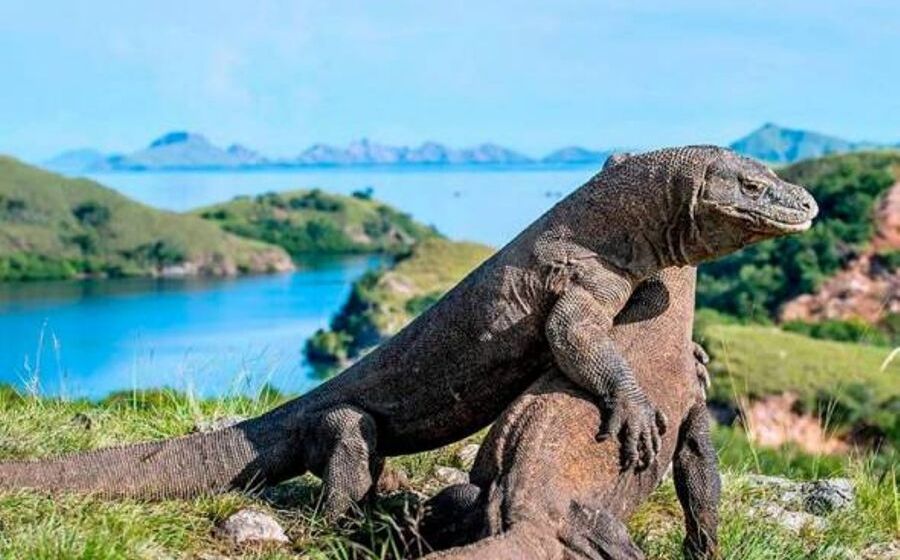 biawakkomodo.jpg