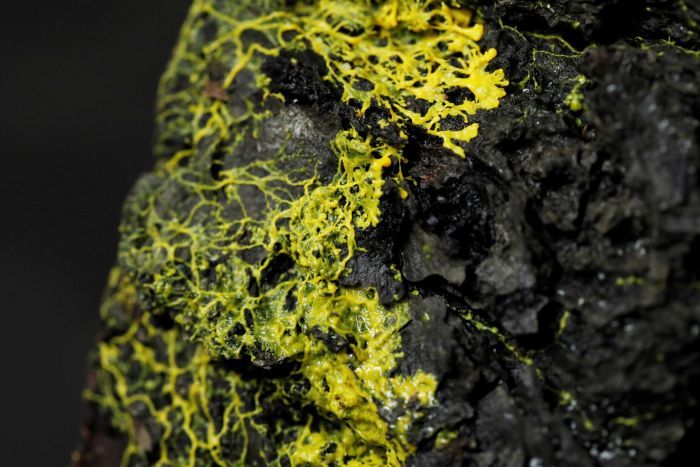 It does look like vomit though.