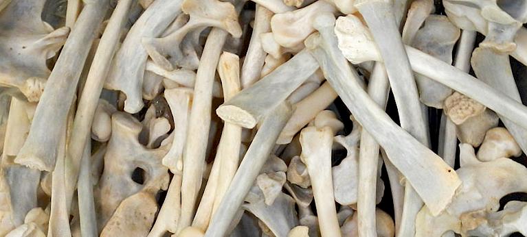 Malaysia should stop receiving lion bones exports.