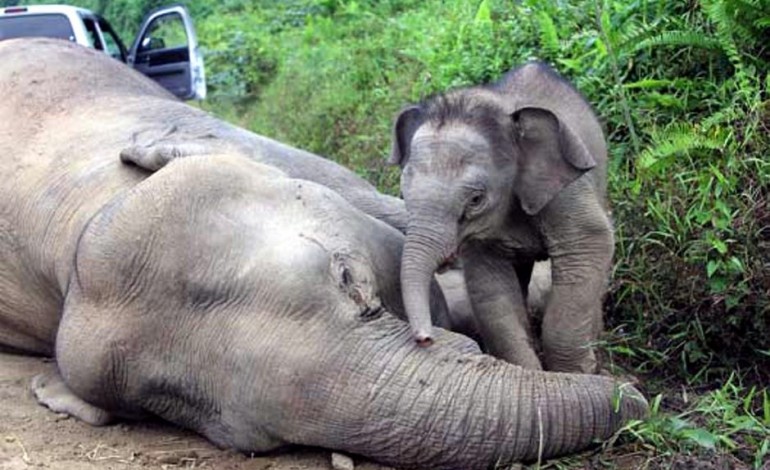 The Star All creatures, tame or wild, deserve nothing bad.