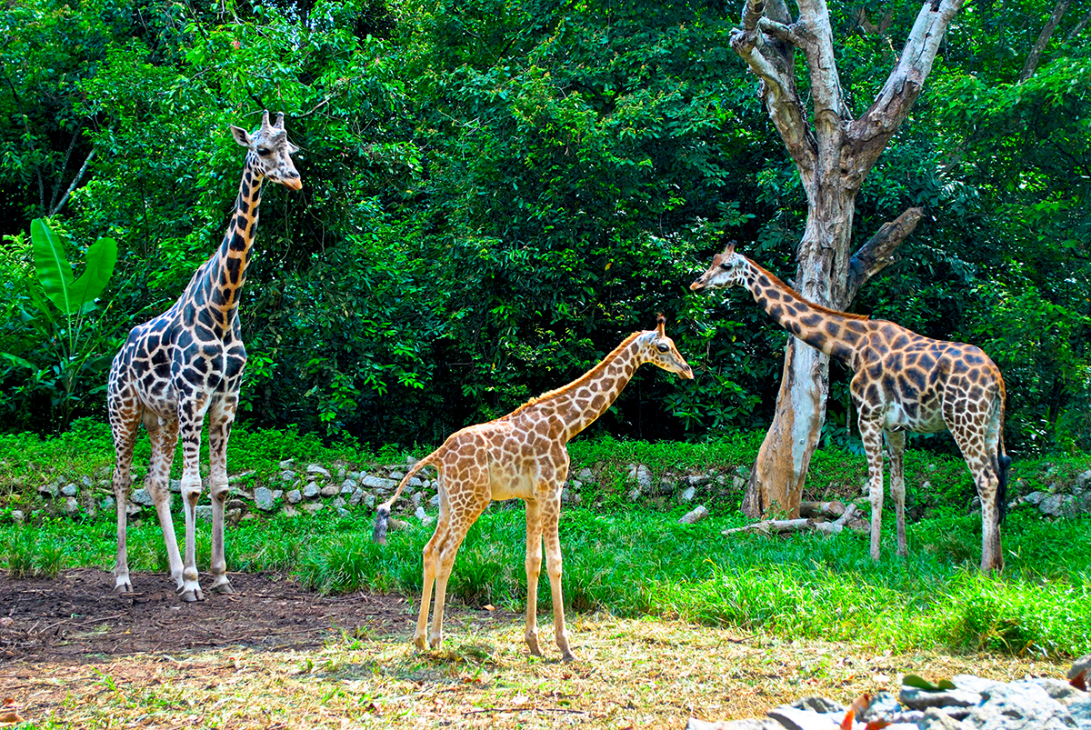 You get to name a giraffe.