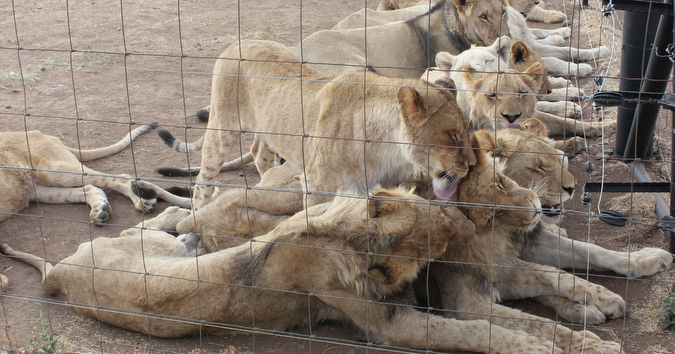 This practice threatens the lion species around the world.