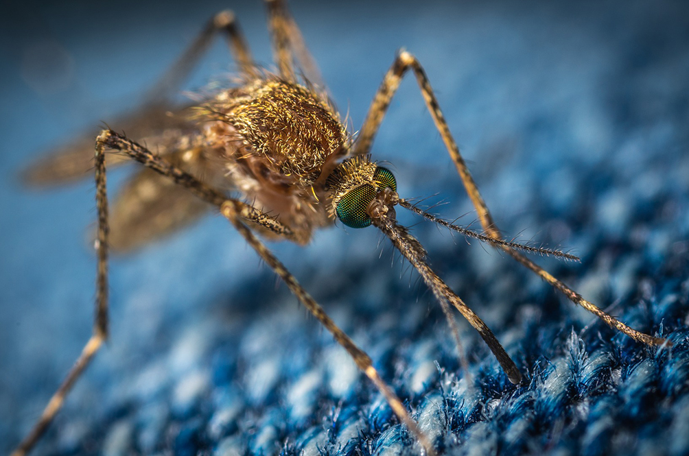 mosquito-3743404_1920.jpg