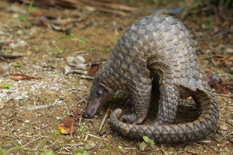Pangolins are often hunted for their scales.