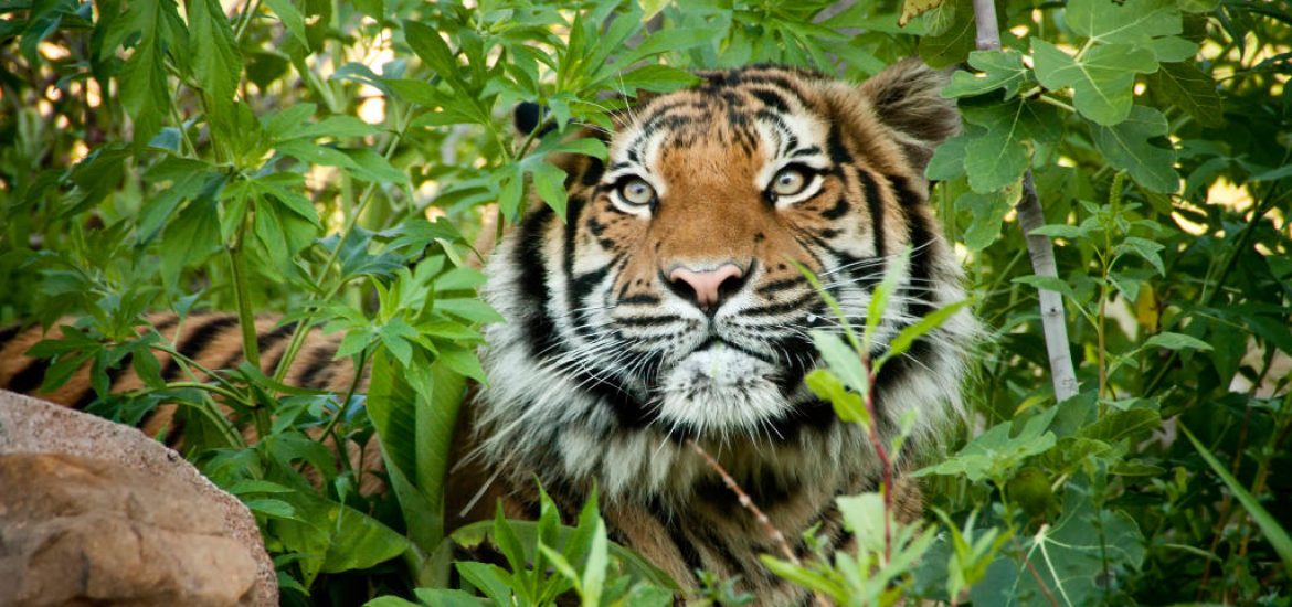 Let's hope we'll have more harimau in the future.